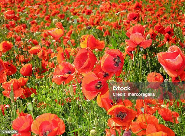 레드 Poppies 0명에 대한 스톡 사진 및 기타 이미지 - 0명, 개양귀비, 꽃-식물