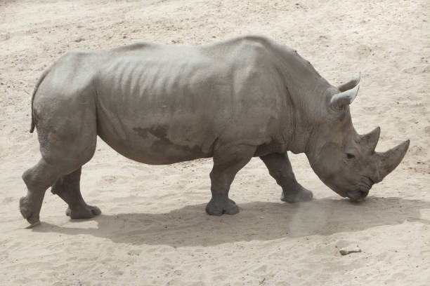 istock Southern white rhinoceros (Ceratotherium simum simum). 926640290