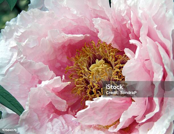 Großen Paeonia Stockfoto und mehr Bilder von Pfingstrose - Pfingstrose, Rosa, Fotografie