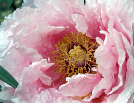 Blooming pink tree peony in a botanical garden, peony background. Close-up.