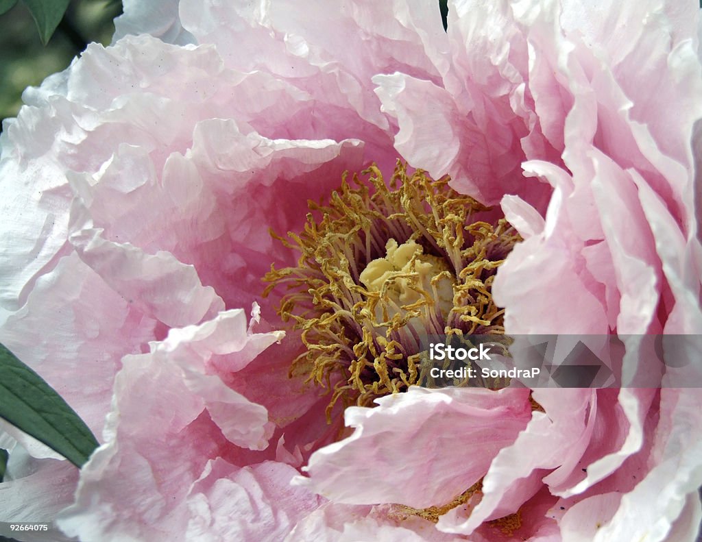 Paeonia duży - Zbiór zdjęć royalty-free (Piwonia)