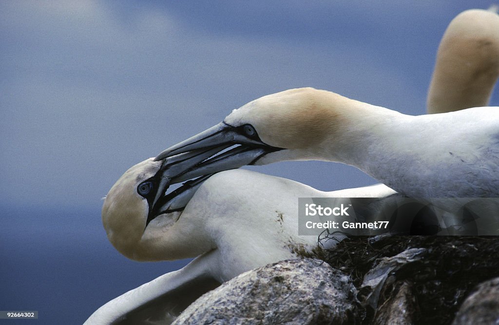 Fou bataille, Bass Rock, Écosse - Photo de Agression libre de droits