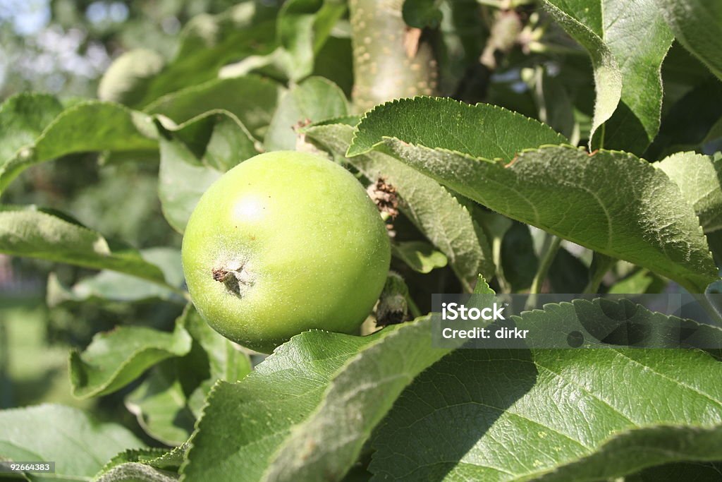 Apple - Lizenzfrei Apfel Stock-Foto