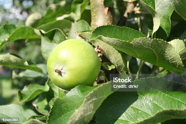 Apple Stockfoto und mehr Bilder von Apfel - Apfel, Apfelsorte Granny Smith, Blatt - Pflanzenbestandteile