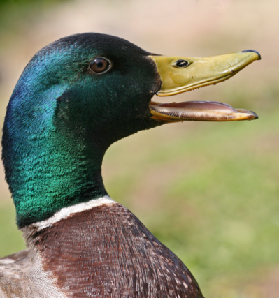 Male mallard letting all the other ducks know which one is his mate