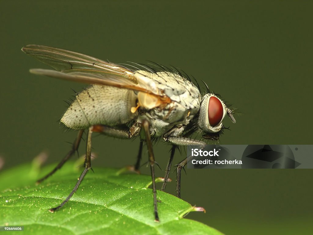 Close-up of white fly (Estacione y Vuele - Foto de stock de Ala de animal libre de derechos