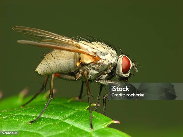 Closeup Of White Fly Estacione Y Vuele Foto de stock y más banco de imágenes de Ala de animal - Ala de animal, Animal, Color - Tipo de imagen