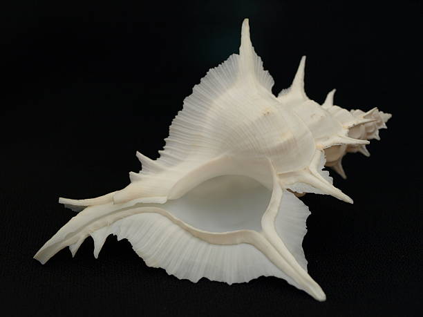 istock Chicoreus Alabaster Sea Shell isolated on black 92664752