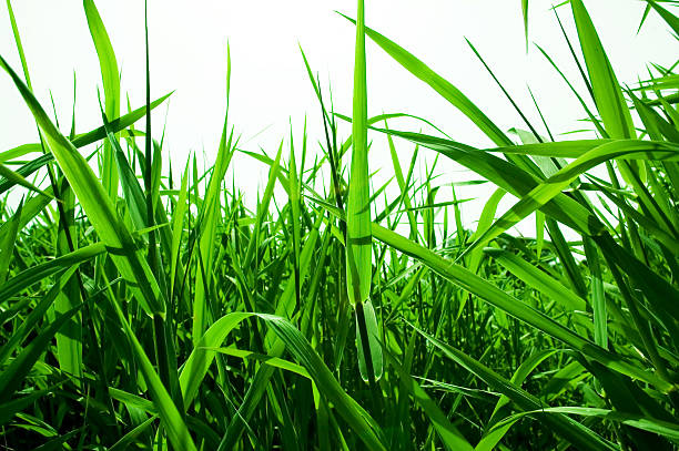 istock field full of green grass 92664886