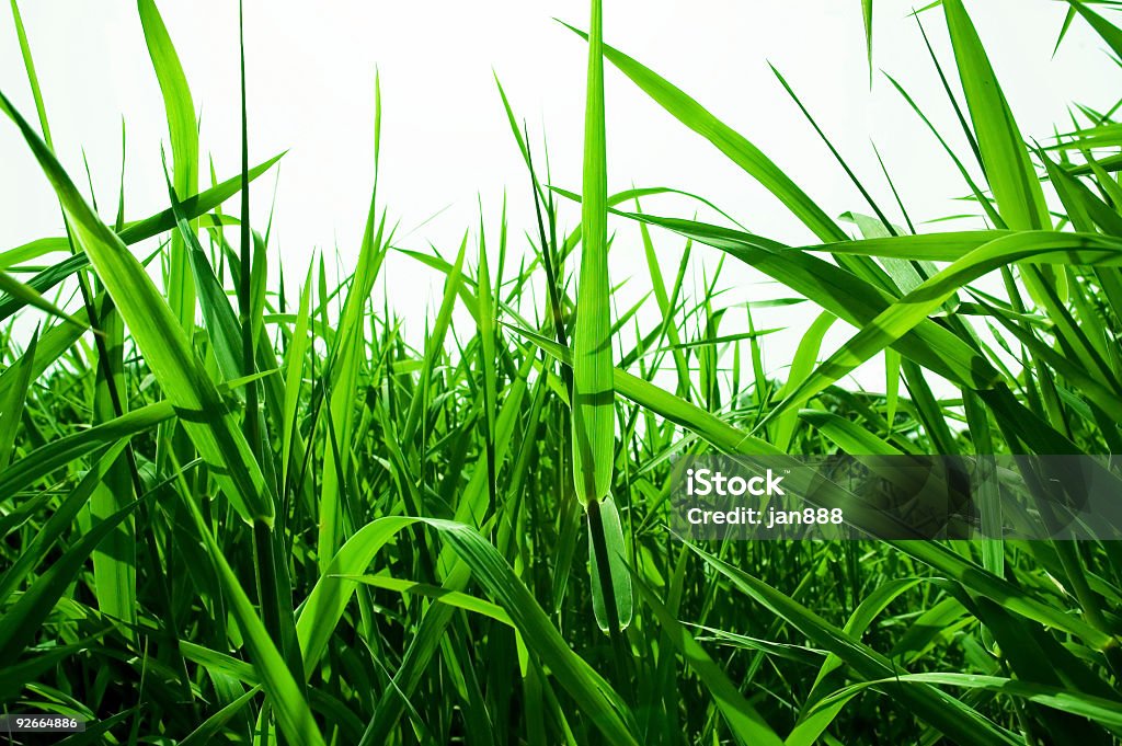 Поле Полный зеленой траве - Стоковые фото Дикая растительность роялти-фри