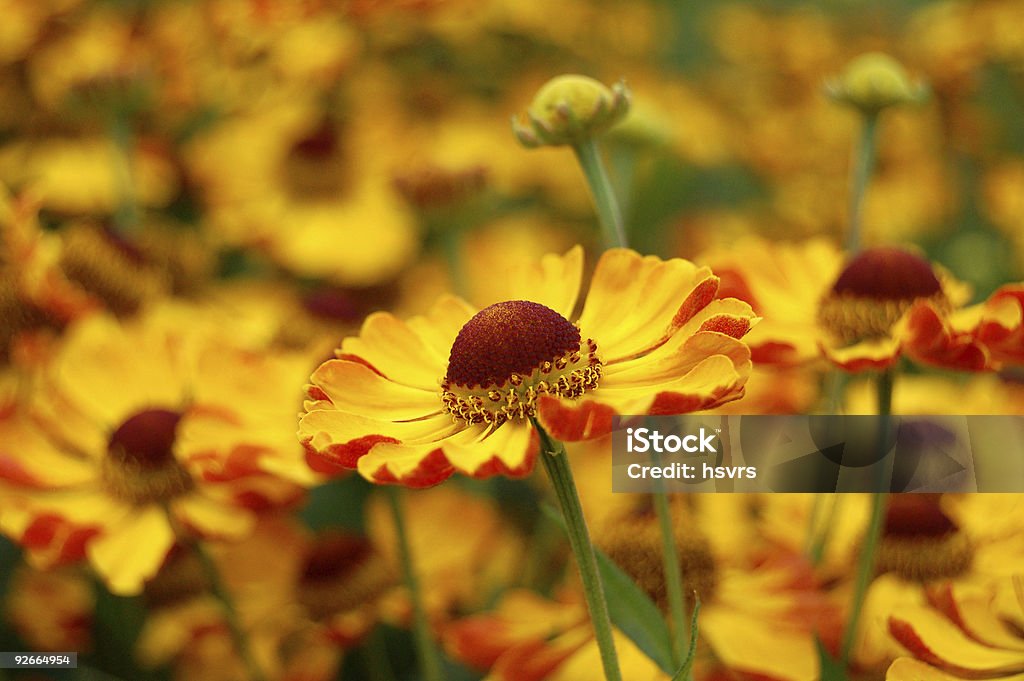 Sfondo di fiori di campo di fiori Bitterweed - Foto stock royalty-free di Aiuola