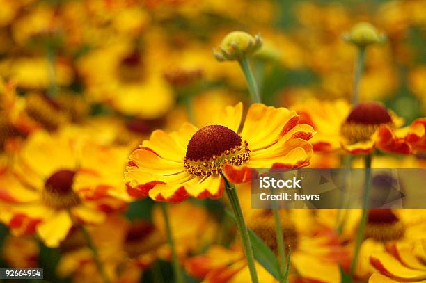 Fundo De Flores Campo De Flores Ambrósia Americana - Fotografias de stock e mais imagens de Amarelo - Amarelo, Ao Ar Livre, Canteiro de flores