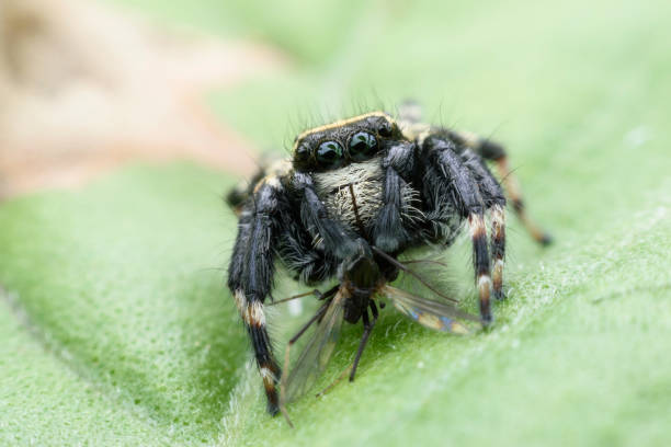 istock Jumping spider or Carrhotus sannio ( male ) with prey on green leaf 926649574