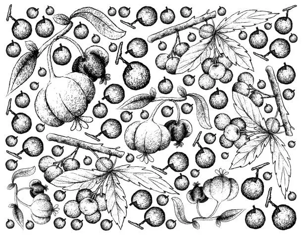 Vector illustration of Hand Drawn Background of Allophylus Edulis and Pitanga Fruits