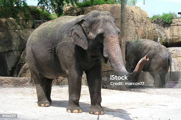 アフリカの象 - 2匹のストックフォトや画像を多数ご用意 - 2匹, アフリカ, アフリカゾウ