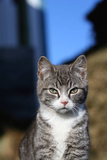 Filhote de gato bonito - foto de acervo