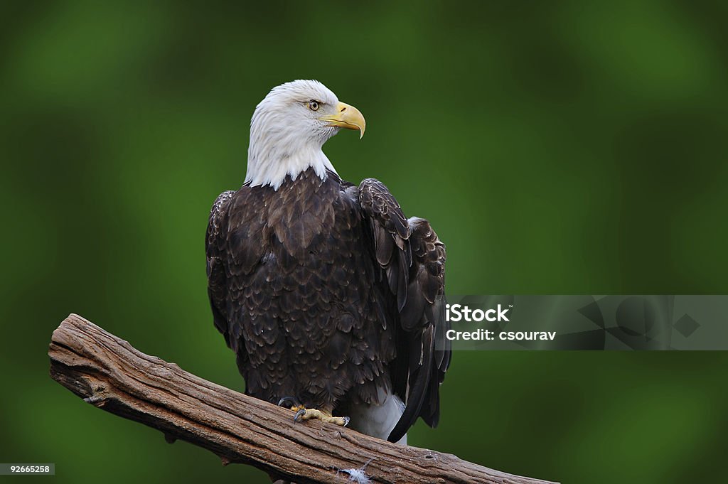 Eagle - Стоковые фото Без людей роялти-фри