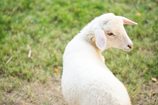 white sheep close up head animal mammal