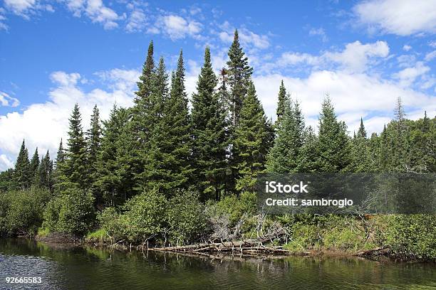 Paisagem Do Parque - Fotografias de stock e mais imagens de Floresta - Floresta, Ontário - Canadá, Pinheiro