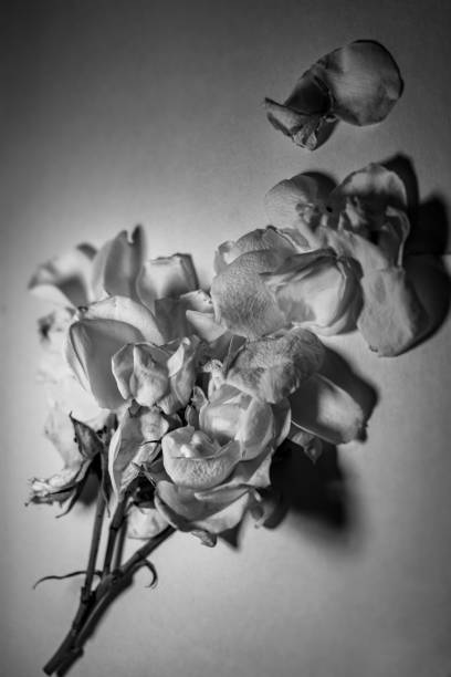 istock white roses destroyed petals monochrome 926657064