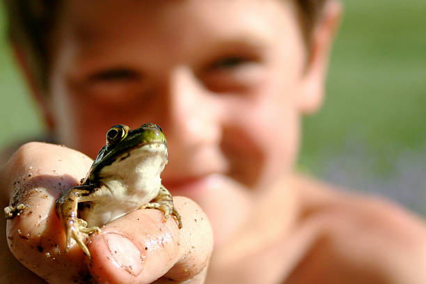 garçon et la grenouille-taureau - frog animal little boys child photos et images de collection