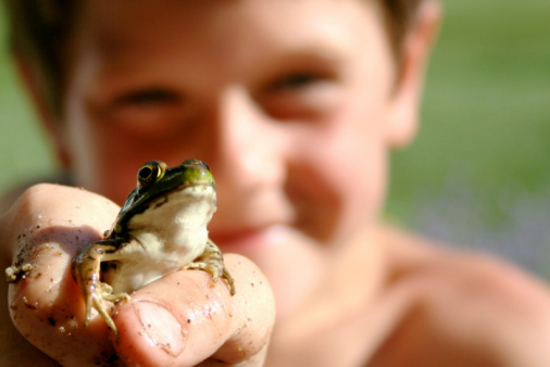 A child holds a small green pond frog in his hand