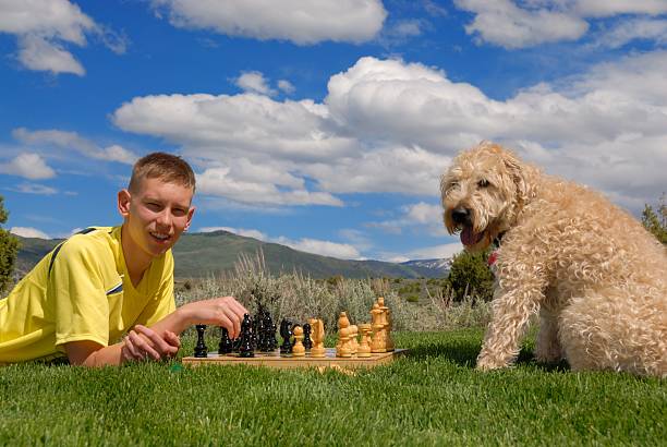 Teen plays chess with dog stock photo
