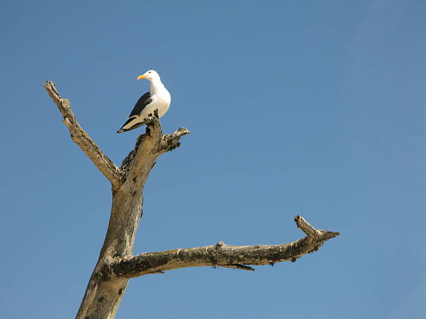 Gaivota de viragem - fotografia de stock