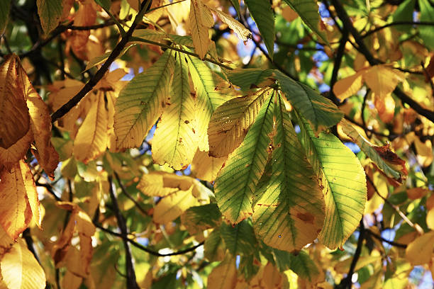 istock Horse Chestnut in Autumn 92666101