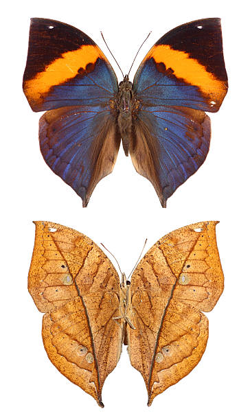 kalima motyl na białym tle - malachite butterfly zdjęcia i obrazy z banku zdjęć