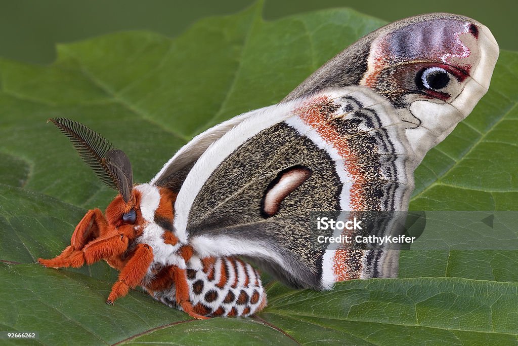 Polilla Cecropia sentado en hoja - Foto de stock de Ala de animal libre de derechos