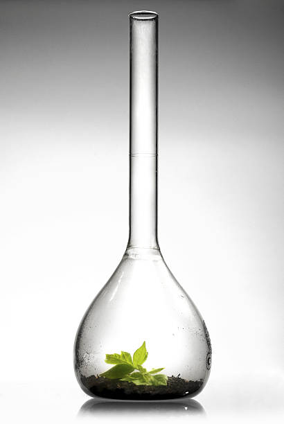 istock Green sprout in the test-tube 92666355