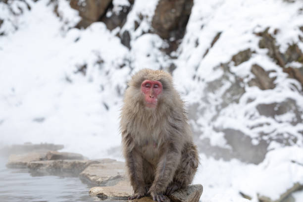 istock Japanese snow monkey in hot spring. 926663608