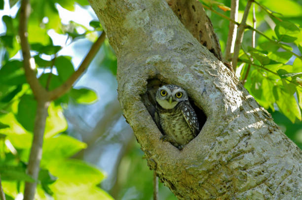 istock Spot owlet, lovely bird 926663696