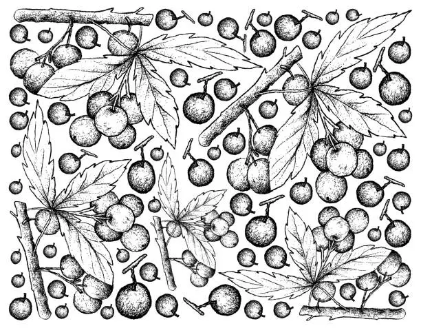 Vector illustration of Hand Drawn Background of Allophylus Edulis Fruits