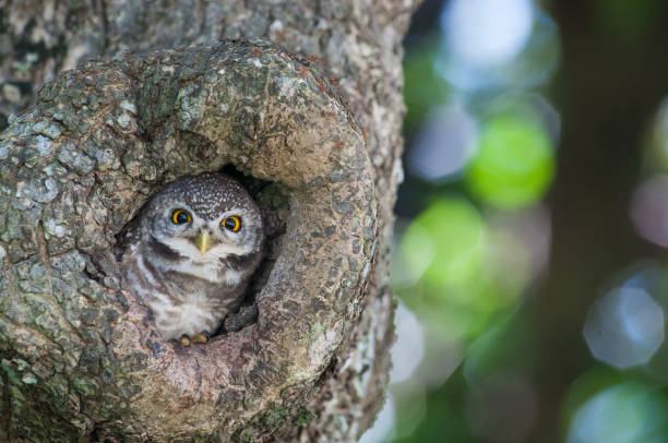 istock Spot owlet, lovely bird 926667116
