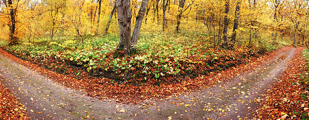 Old road in forest stock photo