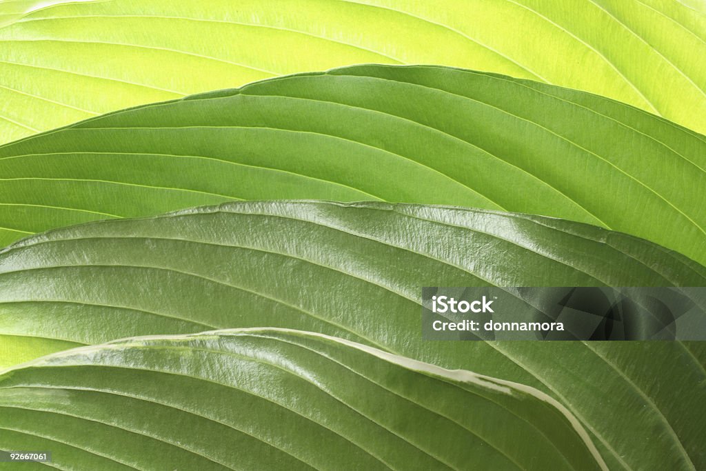 녹색 잎 추상적인 배경 - 로열티 프리 0명 스톡 사진