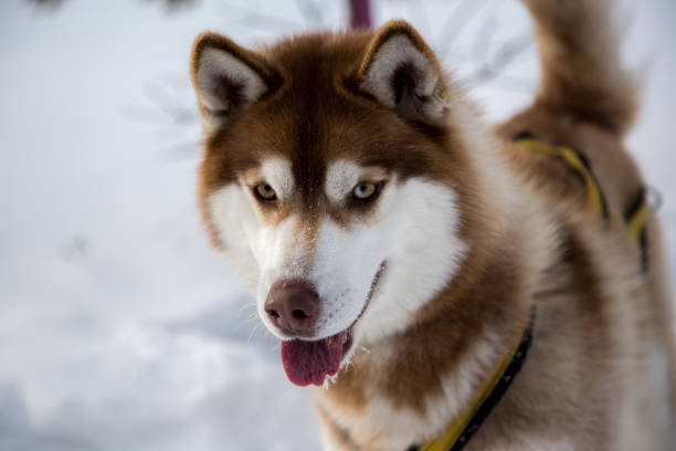 istock Close up beautiful dog huskie 926671138