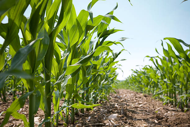Low Angle View of a Row Of Young Corn Stalks Low angle view looking down a of a row of corn on an organic farm. The corn was shot in mid-spring in the Northeastern USA. sweet corn in field stock pictures, royalty-free photos & images