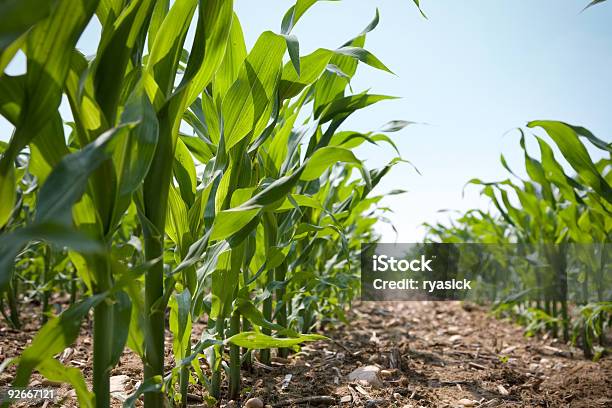 Low Angle View Of A Row Of Young Corn Stalks Stock Photo - Download Image Now - Corn - Crop, Corn, Agricultural Field