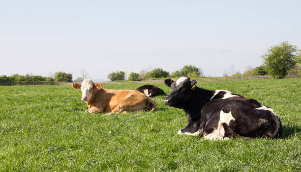 istock Cows are in the meadow. 926671704