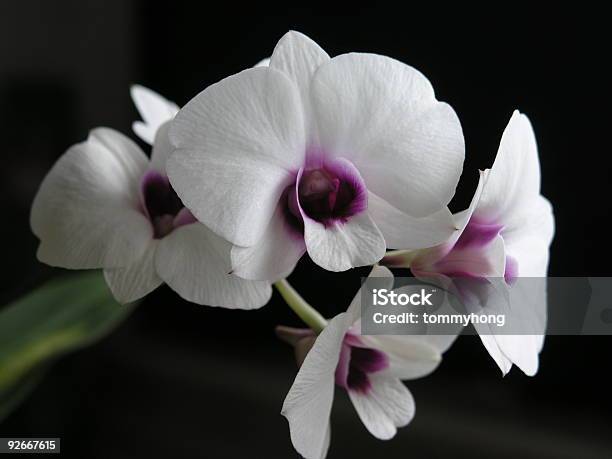 Photo libre de droit de Dendrobiumminiblanc banque d'images et plus d'images libres de droit de Blanc - Blanc, Botanique, Cercle
