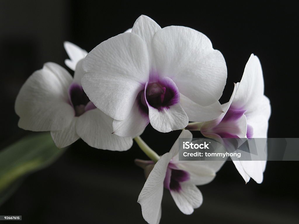 Dendrobium'Mini/White' - Foto stock royalty-free di Aiuola