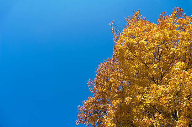 Cielo de otoño - foto de stock