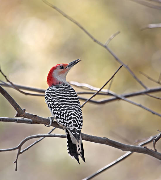 istock Red-bellied Woodpecker 92667641