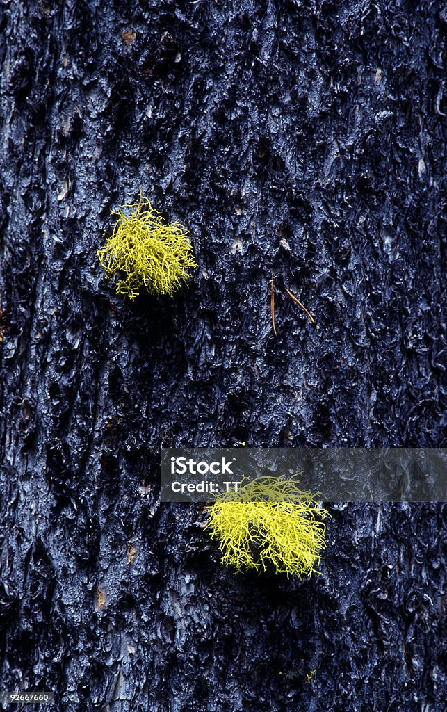 Amarillo lichens - Foto de stock de Abstracto libre de derechos