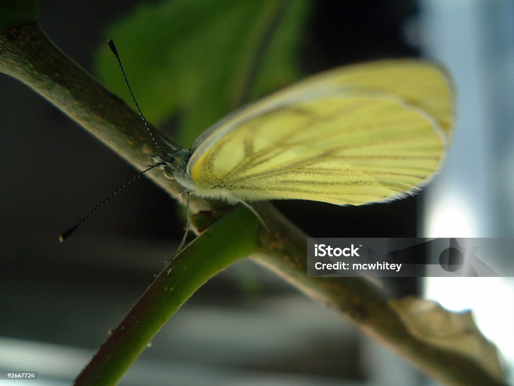 Mariposa con Pupalcase - Foto de stock de Color - Tipo de imagen libre de derechos