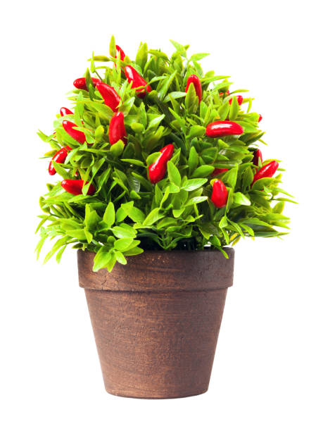 Ornamental pepper plant isolated on white background.