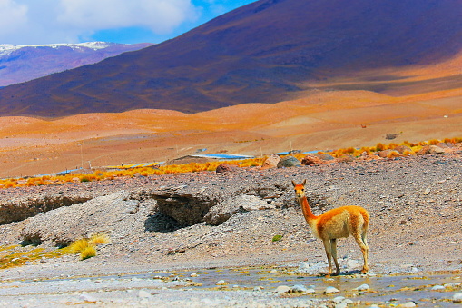 Vicuna Guanaco, animal wildlife in Bolivian Andes altiplano and Idyllic Atacama Desert, Volcanic landscape panorama – Potosi region, Bolivian Andes, Chile, Bolívia and Argentina border